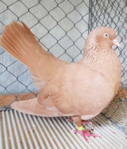 orientalische Roller